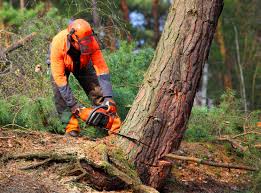How Our Tree Care Process Works  in  Gold Hill, OR